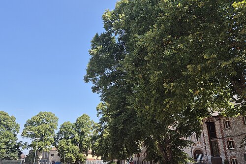 image of park in summer
