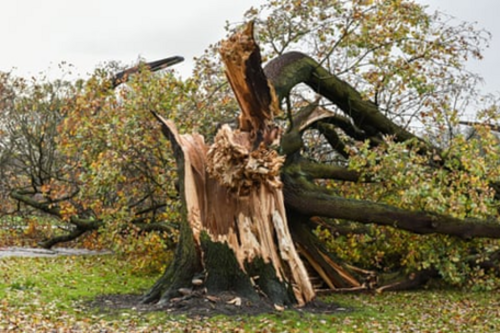 Oak Tree