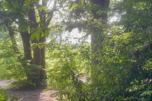 Oaken Wood