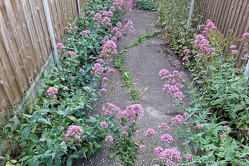 footpath with overgrown vegetation