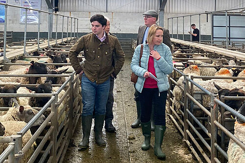Helen at a local livestock market