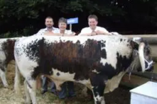 Heather Kidd Cows