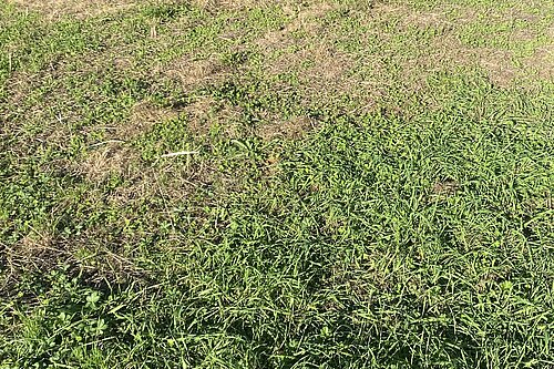 Poppy Avenue cut down