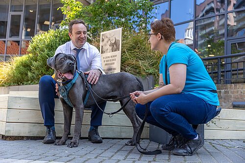 Battersea dog