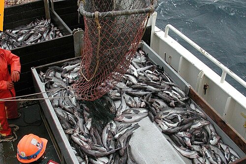 Fishing vessel with a fresh catch