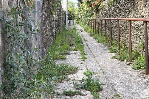 Overgrown Path 