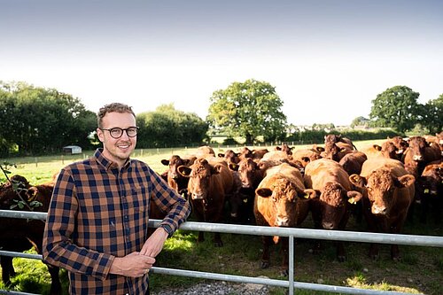 Adam by cows